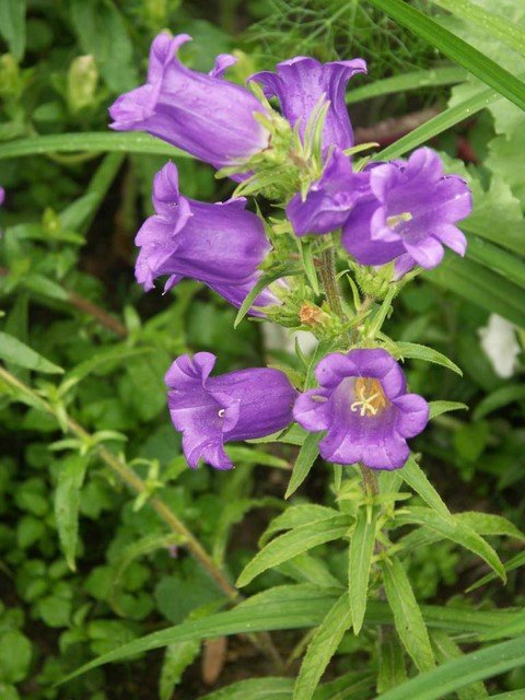 Campanula medium